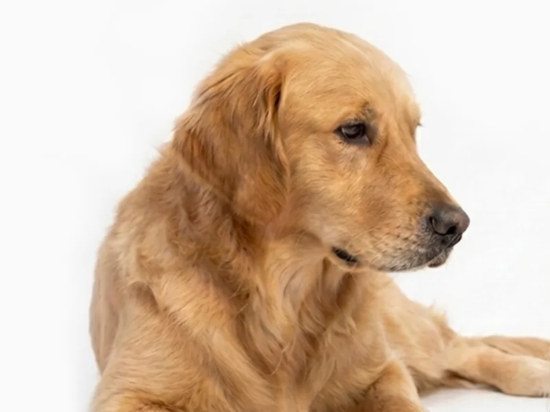 Ein entspannter Golden Retriever liegt auf dem Boden